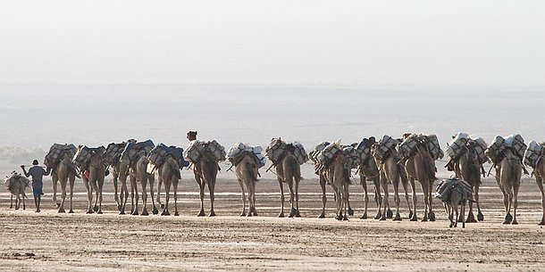 La longue marche Six jours de marathon pour les hommes et les bêtes à travers étendues désertiques et oasis asséchées.Lorsque les caravanes arriveront à Mekele, le sel sera...