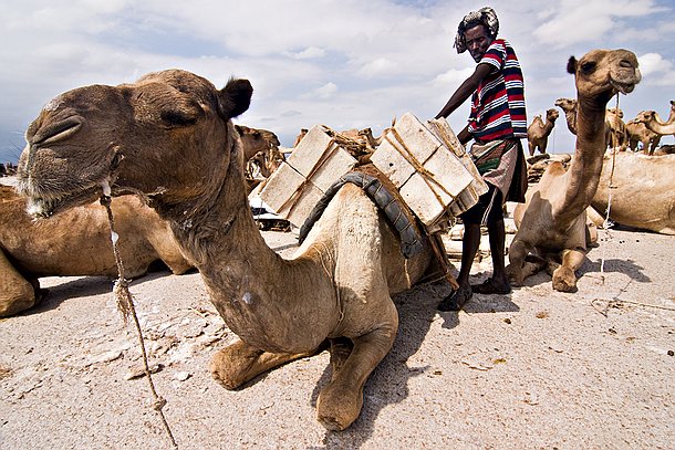 Caravane Le chargement des chameaux.